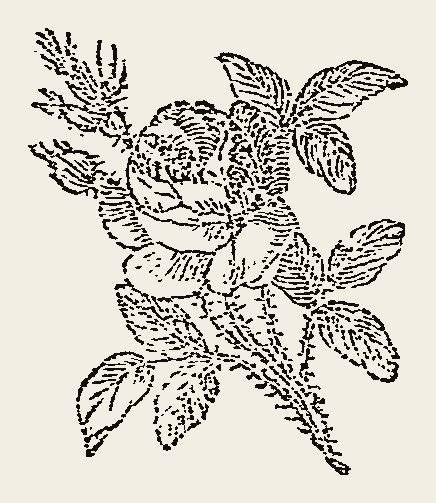 Ornament 0769