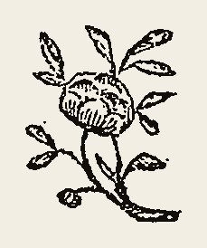Ornament 0773