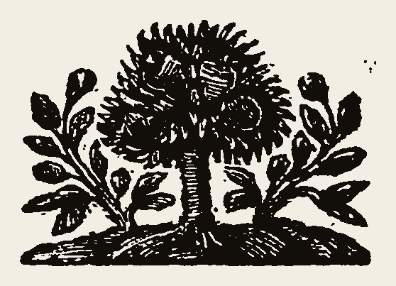 Tree 0224